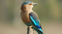 satpura