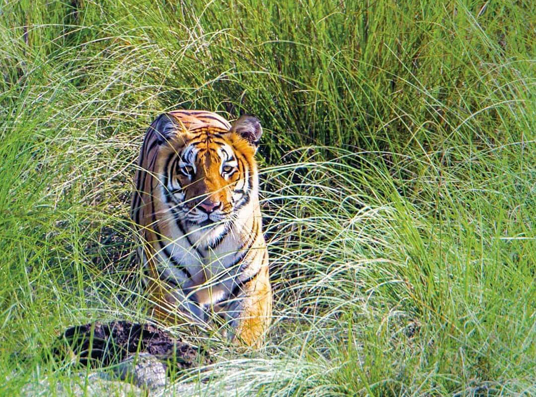 50174177_2183257971695901_4971704810131685376_n