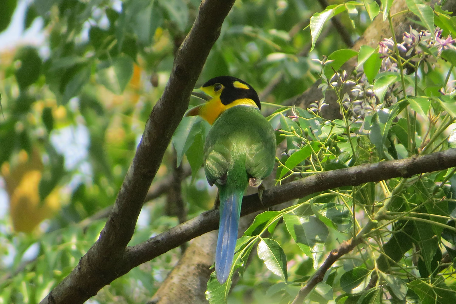 Long-tailed-Broadbill
