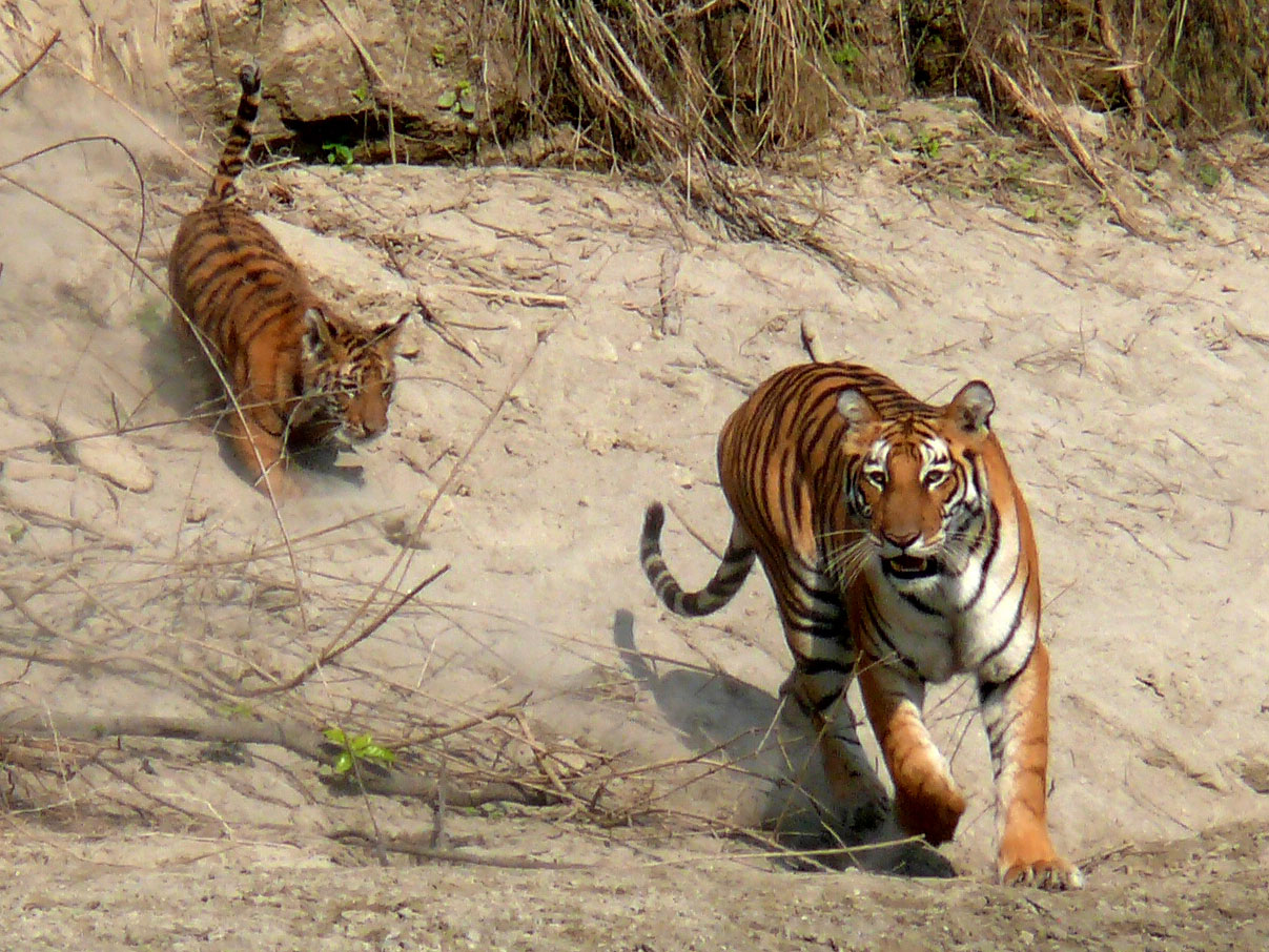 P1100209x_ASO_tiger_low-(1)