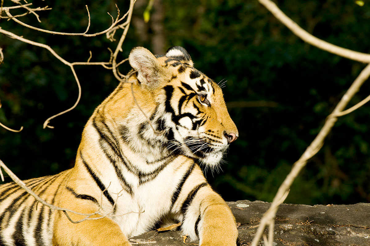 The Royal Bengal Tiger