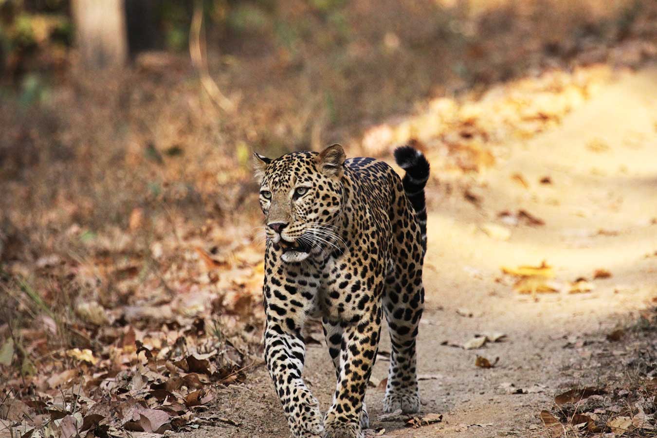 Indian Leopards