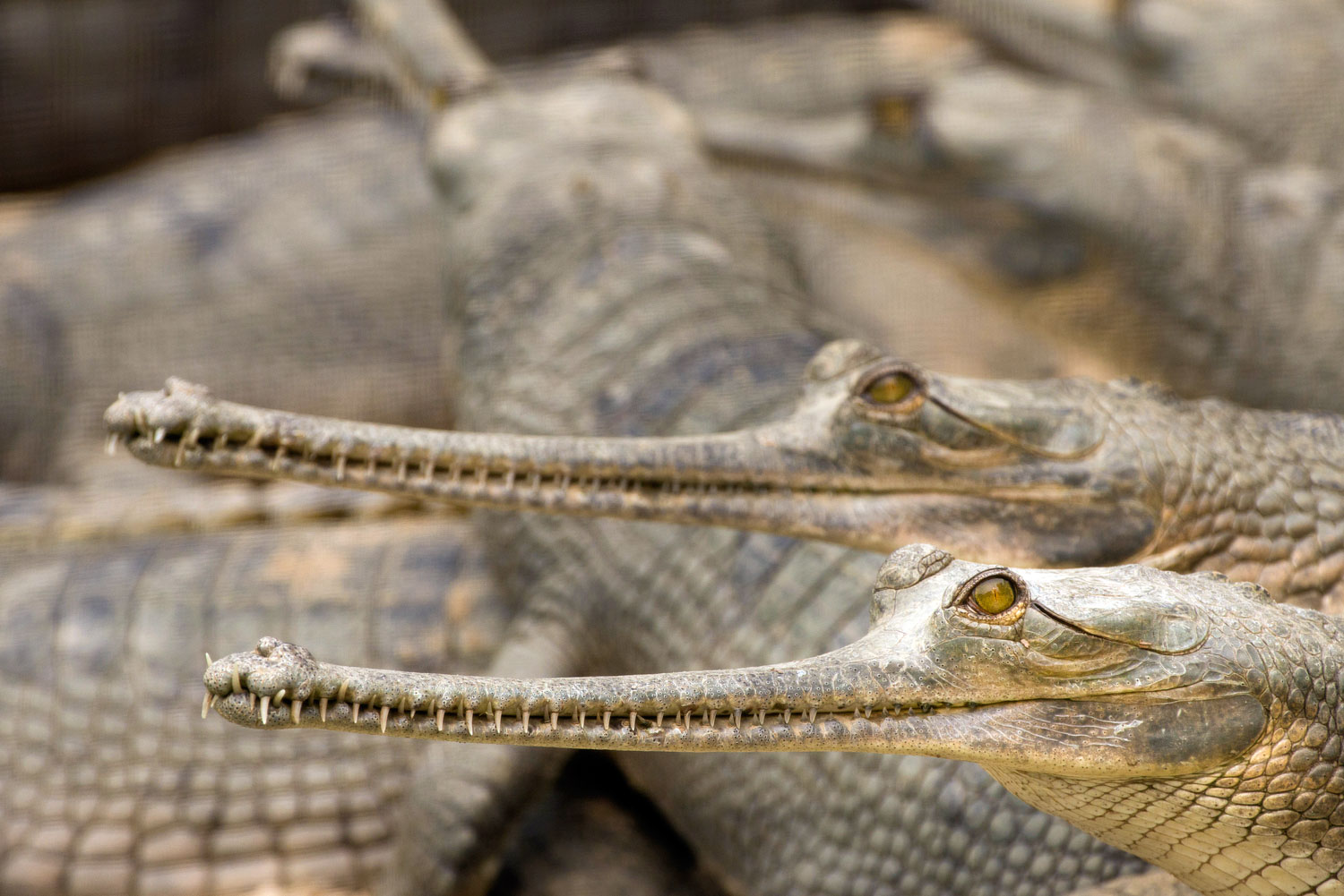 Gharial-2