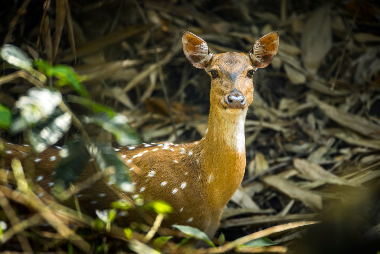 SAFARIS-&-WILDLIFE-VIEWING-28---3x2