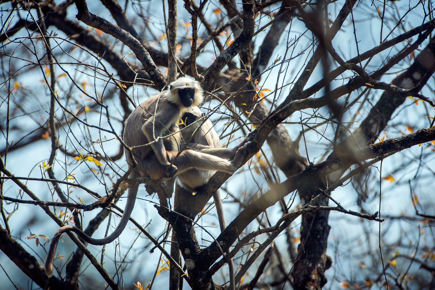 SAFARIS-&-WILDLIFE-VIEWING-31---3x2