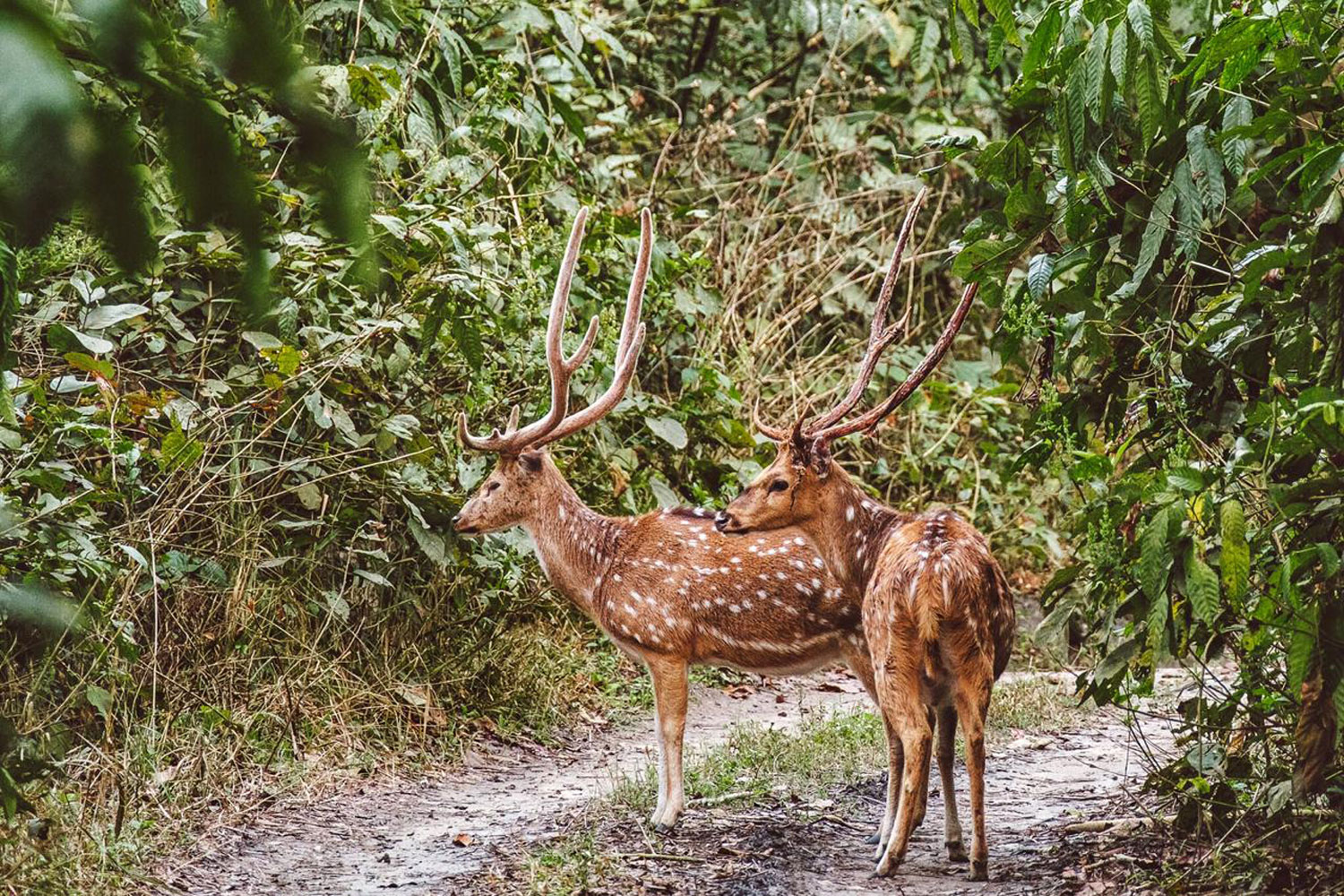 Safari-Activities-(83)