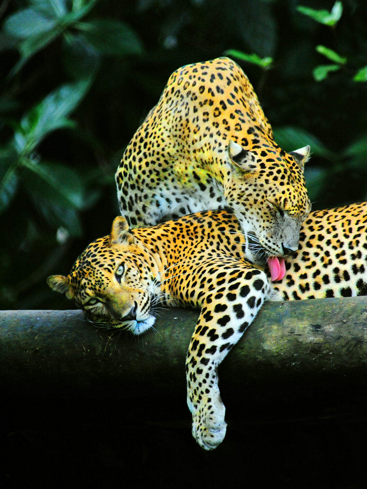 Yala---National-Park---Leopard-02