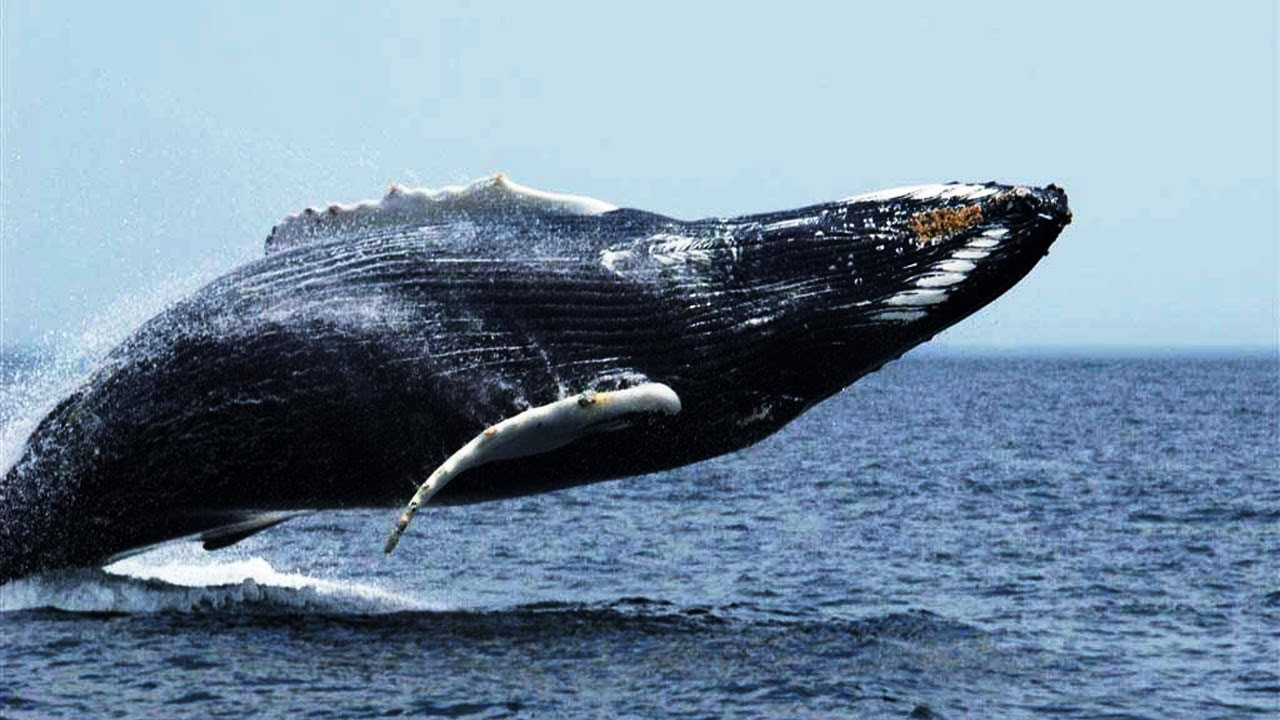 blue-whale