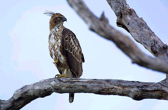 changable-hawk-eagle
