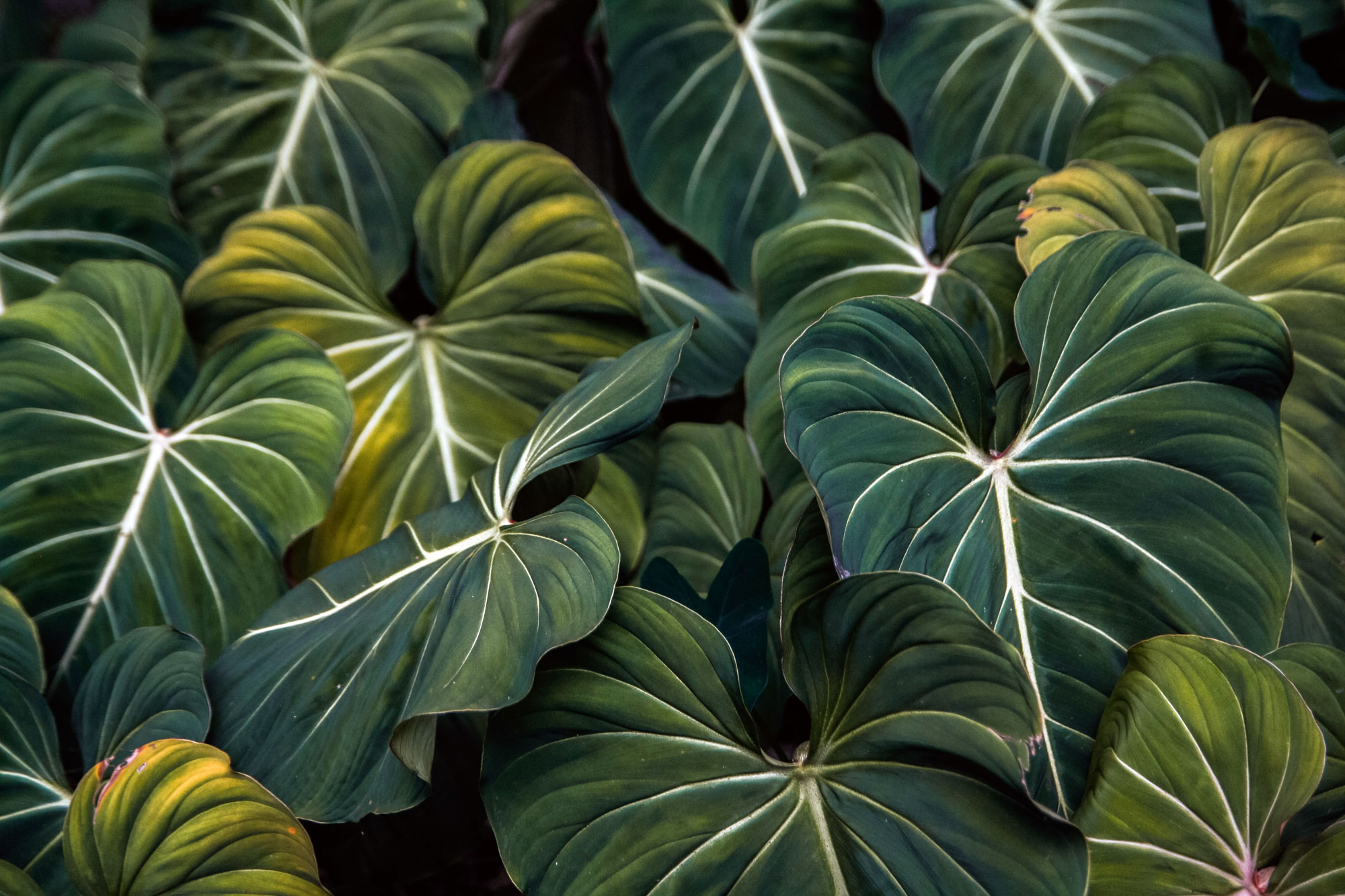 eddy-billard-kHLtOFkjNZs-unsplash