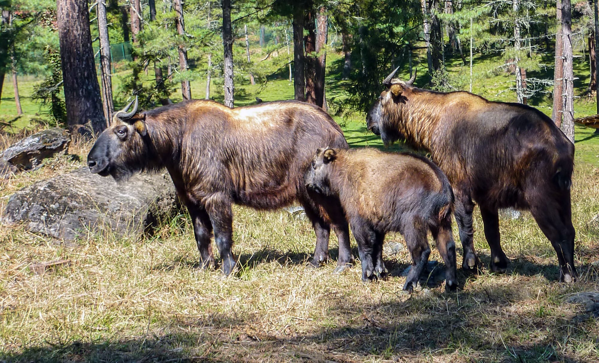 Bhutan-National-Animal-Takin