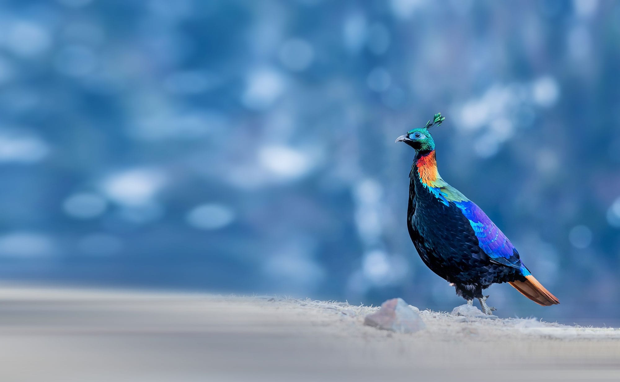 shutterstock_711817105