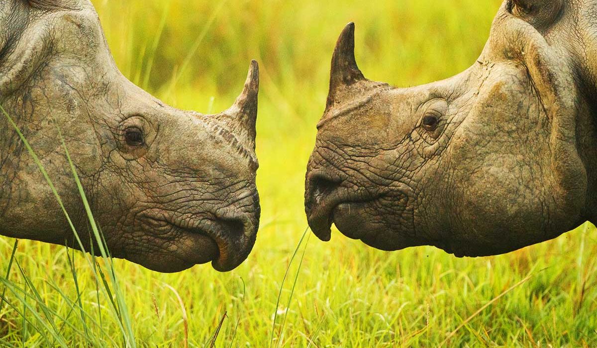 One Horned Rhinoceros